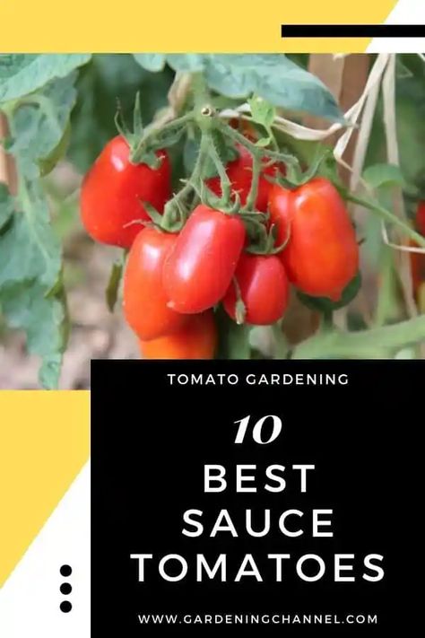 The 10 Best Tomatoes for Tomato Sauce You Should Grow - Gardening Channel Best Tomatoes For Sauce, Tomato Growing Tips, Make Tomato Sauce, Tomato Gardening, Tomato Growing, Garden Tomatoes, Tomato Seedlings, Homemade Tomato Sauce, Growing Tips