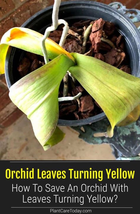 Orchids are attractive flowering plants and prone to yellowing leaves at times. Learn why your orchid leaves are turning yellow and how to fix them. Orchid Leaves Turning Yellow, Repotting Orchids, Orchids In Water, Indoor Orchids, Orchid Plant Care, Flowering Perennials, Orchid Roots, Orchid Leaves, Household Plants