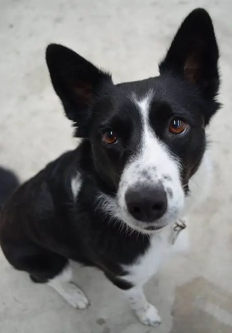 The 23 Cutest Pictures of Short Haired Border Collies - The Paws Livestock Dogs, Short Haired Border Collie, Border Collie Tattoo, Tattoo Silhouette, Border Collie Pictures, Short Haired Dogs, Border Collie Puppies, Collie Puppies, Dog Mixes