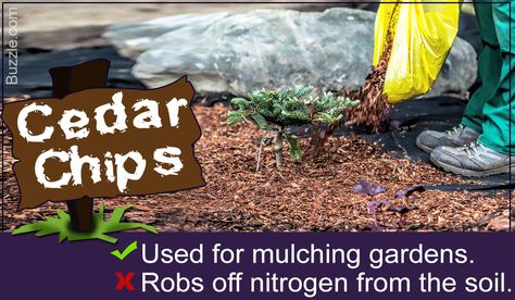 Cedar Shavings Uses, Cedar Chips Landscaping, Snake Repellant, Cedar Chips, Animals And Plants, Banana Plants, Cedar Trees, Wood Chips, Mulch