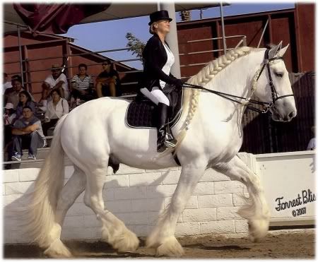 Illusion Crystal Clear - Shire Shire Stallion, Huge Horse, Shire Horses, Shire Horse, Big Horses, Horse Feed, Draft Horse, Equestrian Gifts, Horses And Dogs