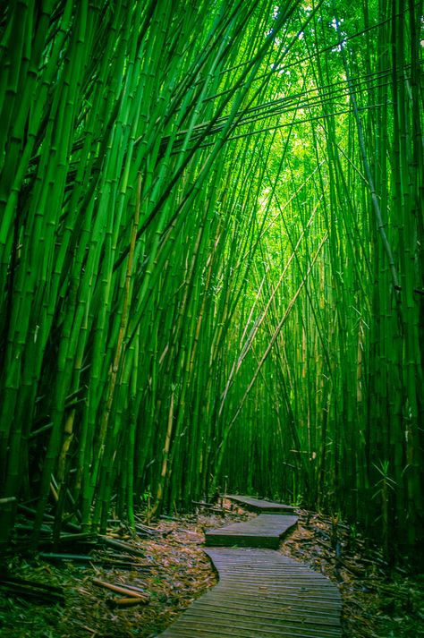 Hawaiian Honeymoon, Mystical Moon, Haleakala National Park, Maui Travel, Maui Vacation, Lovely Places, Pretty Pics, Bamboo Forest, Hawaii Vacation