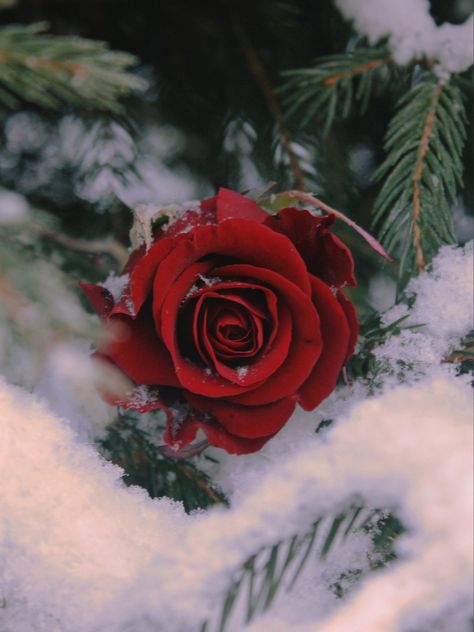 red rose in fir branches, winter Red Winter Flowers, Winter Rose Aesthetic, Red Roses In Snow, Winter Flowers Aesthetic, Red Winter Aesthetic, Roses In Snow, January Inspiration, Snow Rose, Heart Poetry