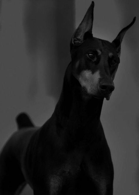 Black Doberman, Doberman Love, Doberman Pinscher Dog, Scary Dogs, Dangerous Dogs, Doberman Dogs, Brown Dog, Doberman Pinscher, White Photo