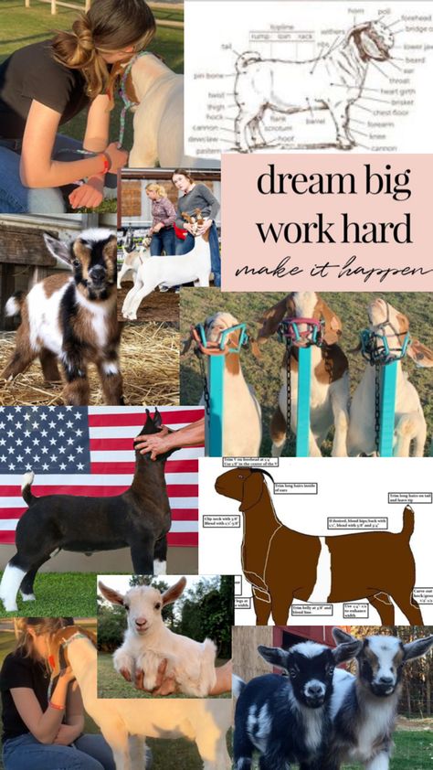 Show goat/ goat collage 🩷🐐🍀 Show Goat Wallpaper, Goat Showing, 4h Goats, G.o.a.t Wallpaper, Livestock Judging, Working Station, Lane Frost, Show Cows, Show Goats