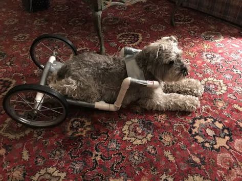 Diy Wheelchair, Diy Dog Wheelchair, Excited Cat, Wheelchairs Design, Dog Wheelchair, Social Stories Preschool, Life Skills Special Education, Preschool Special Education, Diy Dog