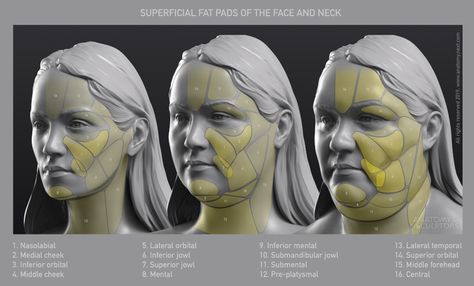 ArtStation - Anatomy, Uldis Zarins Neck Makeup, Human Anatomy For Artists, Head Anatomy, Facial Anatomy, Face Anatomy, Anatomy Sculpture, 얼굴 드로잉, Types Of Eyes, Anatomy For Artists