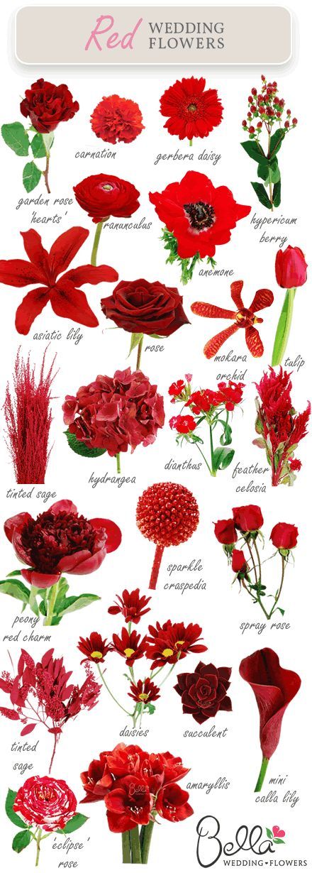 Red Flowers For Weddings | The Latest Color Trend For Wedding Flowers…..RED Flowers And Their Names, Flower Chart, Red Bouquet Wedding, Red Wedding Flowers, Different Types Of Flowers, Red Bouquet, Flower Guide, Flower Names, Trendy Flowers