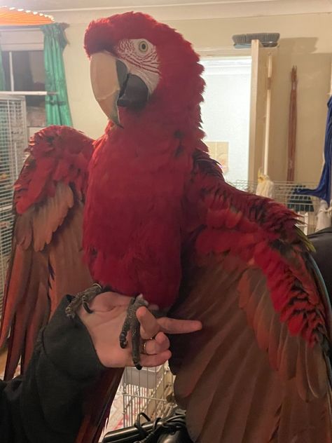 Aesthetic Pets, Random Animals, Parrot Pet, Well Hello There, Animal Reference, Funny Parrots, Macaw Parrot, Parakeets, Pretty Animals