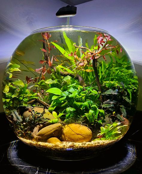 How To DIY Planted Fish Bowls: 15 Gorgeous Examples Aesthetic Fish Tank Ideas, Planted Fish Bowl, Fish Terrarium, Fishbowl Planter, Betta Fish Bowl, Bowl Aquarium, Vase Fish Tank, Plant Bowl, Easter Centerpieces Diy