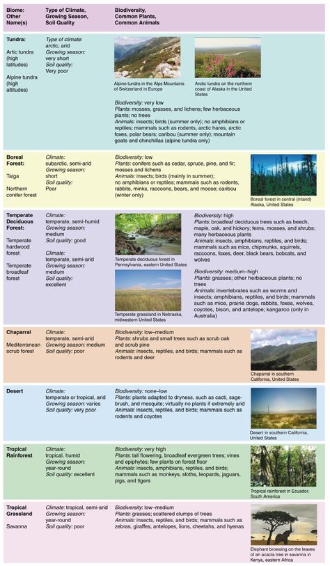 Terrestrial Biomes ‹ OpenCurriculum Terrestrial Biomes, Types Of Biomes, Temperate Forest Biome, Ecosystem Vocabulary, Temperate Deciduous Forest Biomes, Traditional Ecological Knowledge, Biome, Homeschool Geography, Musical Art