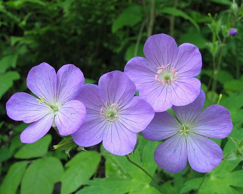 10 Beautiful Flowers in Tennessee - Smoky Mountain Travel Guide Mountains Flowers, Tennessee Flowers, Tennessee Wildflowers, Tennessee State Flower, Smoky Mountain Wildflowers, Mountains And Wildflowers, Lupine Flowers Mountain, Jack In The Pulpit, Yellow Plants