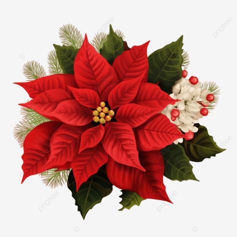 poinsettia flower of christmas holidays poinsettia flower of christmas holidays poinsettia flower Christmas Poinsettia Drawing, Christmas Flowers Poinsettia, Vintage Poinsettia Illustration, Pointsettas Flowers Poinsettia, Watercolour Pointsettia, Christmas Artwork, Poinsettia Flower, Transparent Image, Christmas Poinsettia