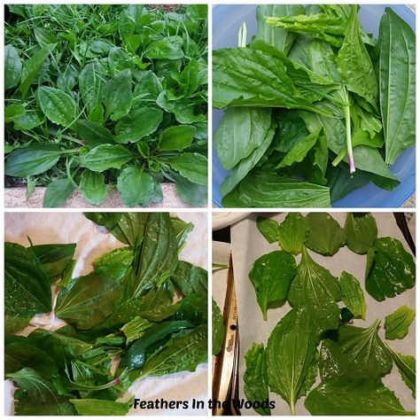 Cleaning plantain to use as herbal medicine Plantain Herb, Medicinal Weeds, Plantain Leaves, Edible Wild Plants, Medical Herbs, Bulk Herbs, Herbal Recipes, Natural Healing Remedies, Healing Plants