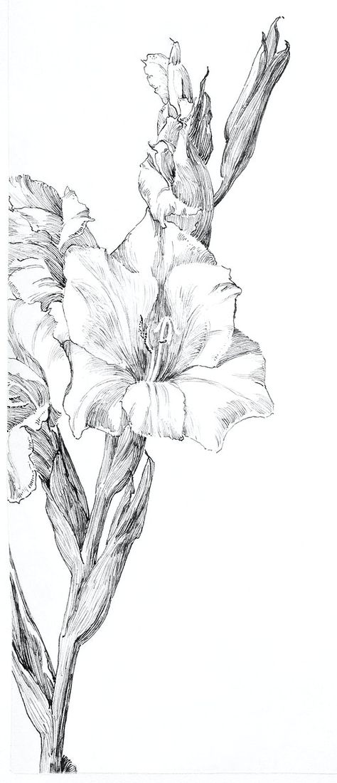 Gladiolus Flower Tattoos, Public Domain Art, Gladiolus Tattoo, Floral Sketch, Draw Pencil, Pencil Drawings Of Flowers, Gladiolus Flower, Flower Sketch, Flower Line Drawings