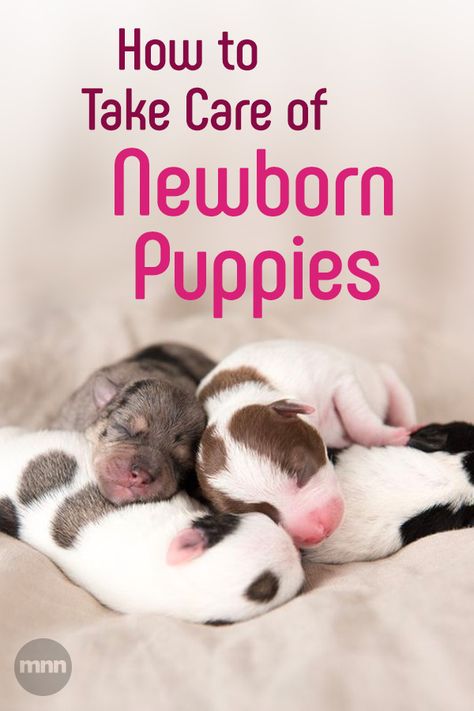 Newborn Puppy Care, Dog Breeding Business, Whelping Puppies, Service Dogs Breeds, Newborn Puppy, Puppy Litter, Puppy Nursery, Crate Training Puppy, Newborn Puppies