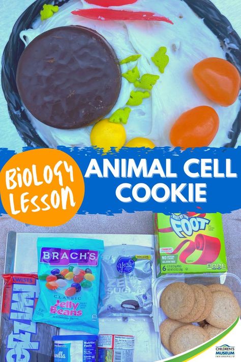 Title: Animal Cell Cookie Logo: Children's Museum of Indianapolis Photos: (1) close up of cookie with white frosting and black licorice around the outside with various candies to represent the cell parts (2) overhead photo of ingredients like jelly beans, Twizzlers, sugar cookies, Fruit by the Foot, frosting, and Peppermint Patties. Edible Animal Cell Project, Animal Cell Activity, Edible Animal Cell, Animal Cell Model Project, Animal Cell Model, Apologia Anatomy, Cell Model Project, Animal Cell Project, Apologia Biology