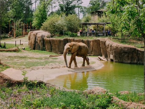 Elephant Habitat, Elephant Zoo, Zoo Games, Zoo Map, Zoo Project, Zoo Architecture, Zoo Park, Planet Coaster, Underwater Animals