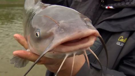 Manitoba OK's commercial sale of channel catfish to consumers | CBC News Channel Catfish, Rock Lobster, Sport Fishing, Red River, Freshwater Fish, Newfoundland, Catfish, To Sell, Fish