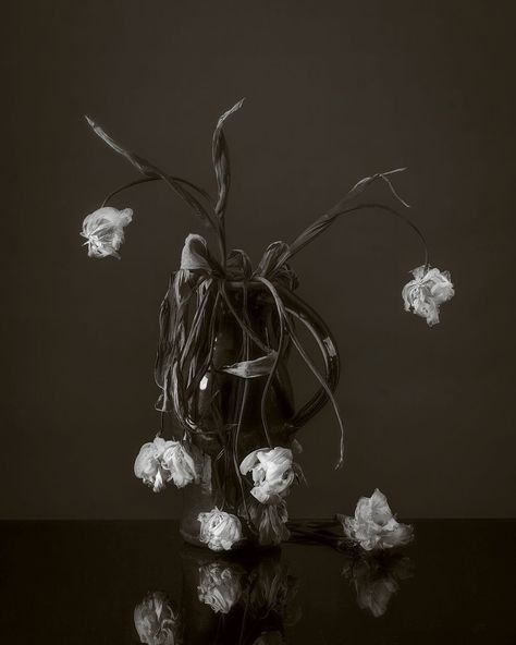 A painterly study of faded white tulips in black and white. Much as I love fresh flowers, there is something beautiful about dead or wilting flowers too. Maybe a little wistful but somehow poetic! They were a popular subject in the 17th century Dutch Vanitas still-life school of painting which explored these themes. Archival pigment prints are made on smooth matt Hahnemühle Photo Rag 308 gsm heavyweight art paper. Gothic Sketches, Wilting Flowers, Decay Art, Wilted Flowers, Gcse Art Sketchbook, Glass Photography, Nothing But Flowers, White Tulips, Fine Art Photography Print