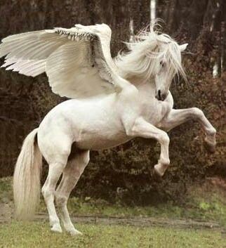 White pegasus.....wish they were real Winged Horse, Mythological Creatures, Mystical Creatures, Believe In Magic, Arte Fantasy, Pretty Horses, White Horse, Magical Creatures, Gods And Goddesses