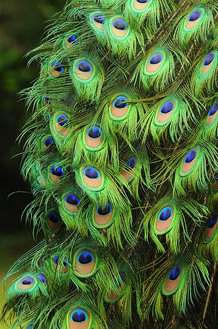 How to raise peacocks Peacock And Peahen, Peacock Pictures, Peacock Colors, Color Board, Peacock Art, Peacock Bird, The Peacock, Peacock Feathers, Jolie Photo