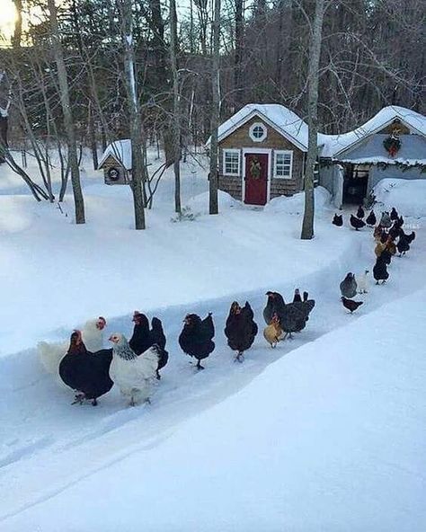 Regnul Animal, Winter Survival, Chickens And Roosters, Snow Scenes, Raising Chickens, Chickens Backyard, Chicken Coop, Winter Scenes, 귀여운 동물