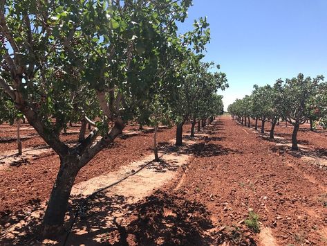 This farm is beautiful and packed with so many delights. Desert Farm, Alamogordo New Mexico, New Mexico Desert, Mexico Eagle, Mexico Desert, Mexico Nature, Sea Monkeys, Dream Farm, Future Farms