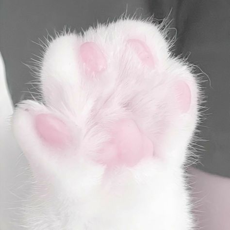 Soft Pink Theme, Images Kawaii, Baby Pink Aesthetic, Pastel Pink Aesthetic, Cat Icon, Pink Girly Things, Pink Vibes, Pink Themes, White Cats