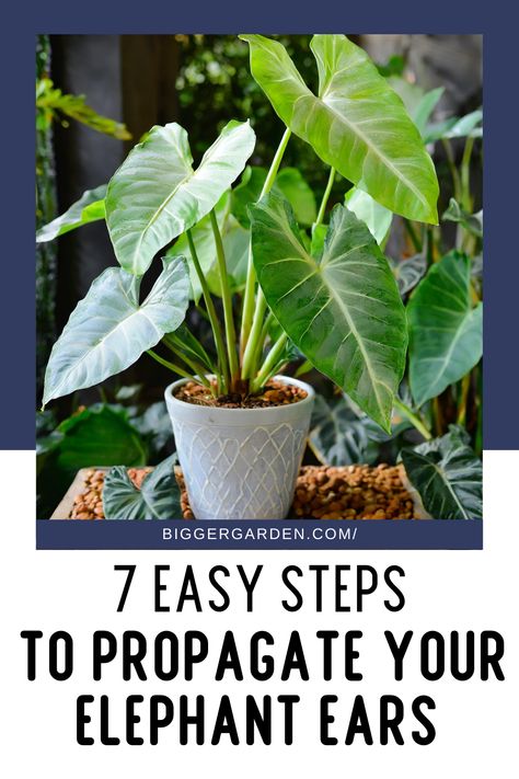 How To Propagate Elephant Ears in 7 Easy Steps. Includes Colocasia Plant and Elephant Ear Plant Care, Houseplant Tips, Colocasia Esculenta, Shade Loving Plants, Taro Plant, Plants Beautiful, and Beautiful Elephant Elephant Ears Plants Indoor, Elephant Ears Plants, Elephant Ear Flower, Colocasia Plant, Elephant Ear Plant Care, Houseplant Tips, Elephant Plant, Coastal Landscaping, Elephant Ear Plant