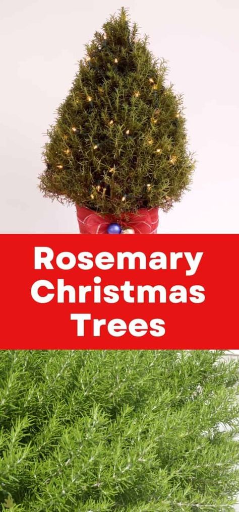 Rosemary Christmas Tree Decorating Ideas, Rosemary Christmas Tree, Rosemary Tree, Christmas Appetizer Recipes, Natural Christmas Decorations, Homesteading Tips, Growing Rosemary, Mini Christmas Trees, Christmas Appetizer