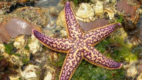 Coral Reef Ecosystem, Aleutian Islands, Coral Bleaching, Stella Marina, Ends Of The Earth, South China Sea, Invasive Species, Human Activity, Sea Star