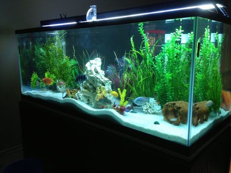 Rated #23: 225 Gallons Freshwater Fish Tank - 225 gal cichlid tank 36 Gallon Fish Tank Ideas, 30 Gallon Fish Tank Ideas, 75 Gallon Aquarium Ideas, 20 Gallon Fish Tank Ideas, Big Fish Tank, 30 Gallon Fish Tank, Big Fish Tanks, Freshwater Fish Tank, 75 Gallon Aquarium