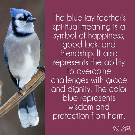 Blue jay feather spiritual meaning, Blue jay feather, spiritual meaning Blue Jay Feather Meaning, Feather Spiritual Meaning, Blue Jay Meaning, Feather Color Meaning, Snake Symbolism, Bird Meaning, Blue Jay Feather, Ethereal Core, Meaning Of Blue