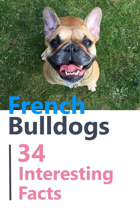 Frenchie Facts, French Bulldog Information, Toy French Bulldog, Black Puppies, Puppy Life, French Bulldog Breed, French Bulldog Facts, Apartment Dogs, Puppy Time