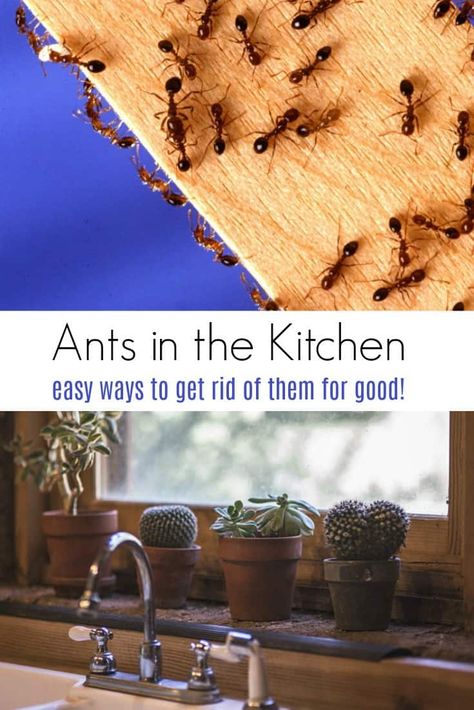 Diy Tic Tac Toe Game, Kitchen Ants, Diy Tic Tac Toe, Sugar Ants, Ant Spray, Tiny Ants, Ant Problem, Ants In House, Rid Of Ants