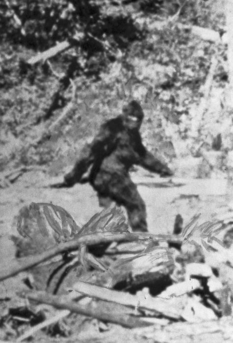 In late summer 1976, as newly released FBI documents reveal, Peter Byrne contacted the FBI to investigate rumors of unidentifiable hair collected from a Bigfoot-like creature. By the following month, the FBI debunked those rumors, telling Byrne that they had no record of such hair examinations. Sasquatch Sightings, Pie Grande, Bigfoot Art, Finding Bigfoot, Bigfoot Sightings, Bigfoot Sasquatch, Loch Ness Monster, Marketing Advertising, Ecommerce Store