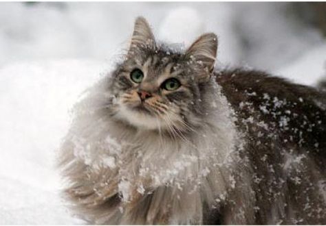 Norwegian Forest, Forest Cat, Norwegian Forest Cat, Kitty Kitty, Domestic Cat, It's Cold, Pretty Cats, Maine Coon, Beautiful Cats