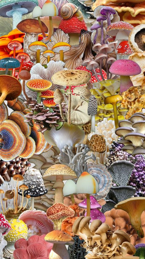 #mushrooms #mushroom #mushroomaesthetic #mushroomwallpaper Mushroom Collage, Connect With People, Your Aesthetic, Creative Energy, Energy, Collage