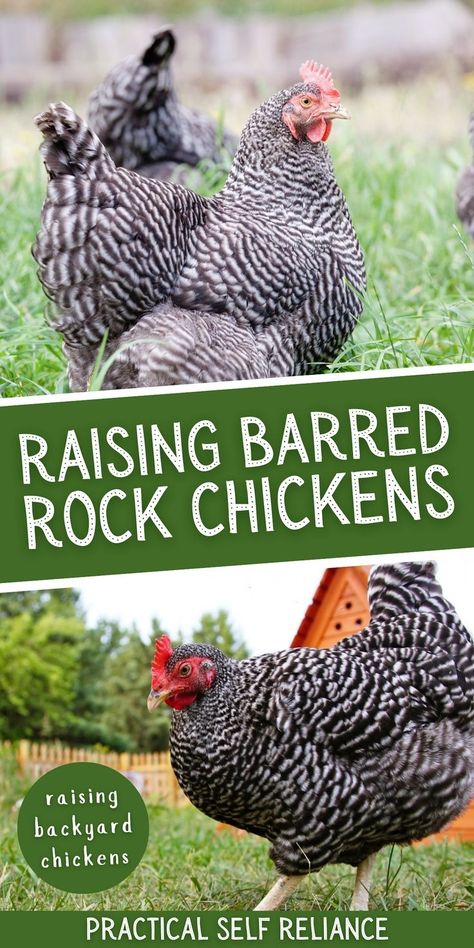 Barred Rock Rooster, Barred Plymouth Rock Chickens, Chicken Breeds For Eggs, Barred Rock Chickens, Plymouth Rock Chicken, Barred Rock, Laying Chickens, Best Egg Laying Chickens, Raising Farm Animals