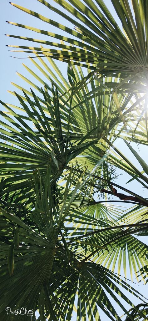 Palm Iphone Wallpaper, Palm Leaf Wallpaper Iphone, Palm Wallpaper Iphone, Leaf Wallpaper Iphone, Palm Leaves Aesthetic, Summer Esthetics, Sun Iphone Wallpaper, Summer Sky Aesthetic, Palm Leaves Background