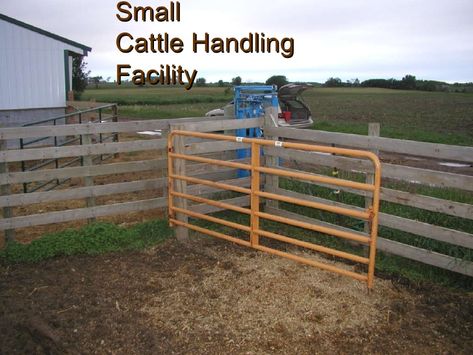 Small Cattle Working Pens Design, Small Cattle Working Pens, Cattle Handling Systems, Cattle Barn Designs, Show Cattle Barn, Cattle Business, Cattle Gate, Cattle Pens, Cattle Facility