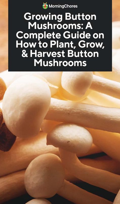 Growing Button Mushrooms: A Complete Guide on How to Plant, Grow, & Harvest Button Mushrooms Mushroom Gardening, Farm Management, Grow Mushrooms, Growing Mushrooms At Home, Mushrooms Growing, White Button Mushrooms, Mushroom Spores, Mushroom Kits, Mushroom Cultivation