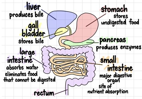 digestive system notes for high school biology Biology Note Templates, Gastrointestinal System Notes, Digestive System Anatomy Notes, Digestion Notes, The Digestive System Notes, Biology Chart Ideas, Digestive System Notes, Human Organ Diagram, Emt Study