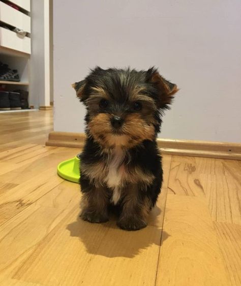 Dog Yorkshire Terrier, Cute Dogs Yorkies, Baby Yorkie Puppies, Cute Yorkie Puppies, Yorky Puppy, Yorkie Terrier Puppy, Yorky Puppies, Teacup Terrier, Yorkshire Puppy