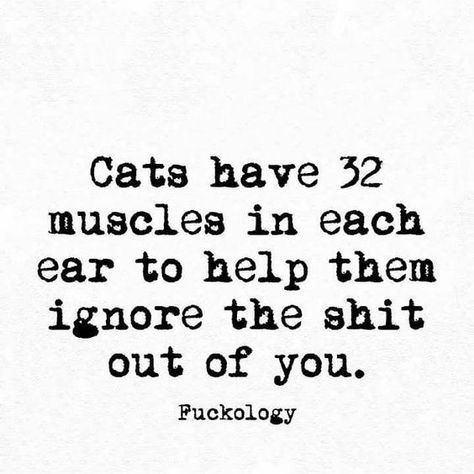 Deep And Funny Thoughts About The Animals In Our Life - I Can Has Cheezburger? Quotes Funny Life, Short Funny Quotes, Image Chat, Funny Thoughts, Bohol, Funny Quotes About Life, Cat Quotes, Animal Quotes, Laughing So Hard