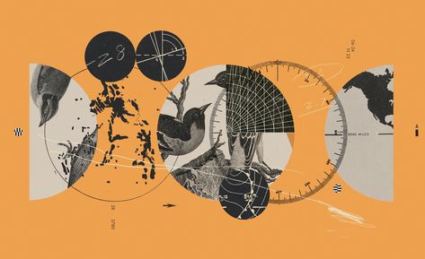 Bird Migration, Citizen Science, Visual Aesthetics, The New York Times, Mixed Media Art, Collage Art, New York Times, Illustration Design, Editorial