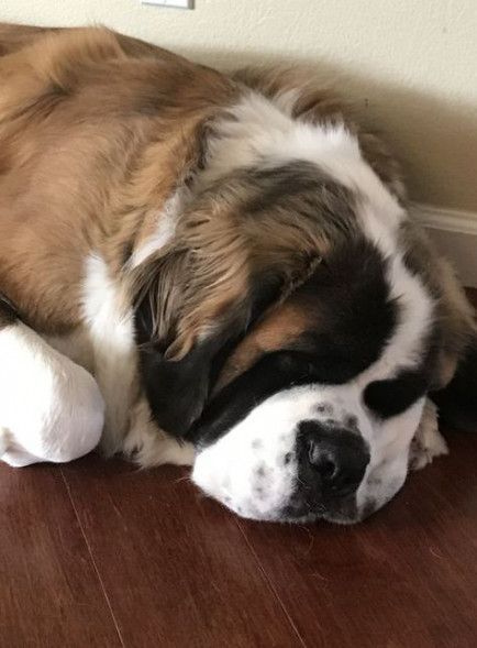 Family Dogs Breeds, Saint Bernards, St Bernard Puppy, Regnul Animal, Pet Raccoon, Big Dog Breeds, St Bernard Dogs, Bernard Dog, St Bernard