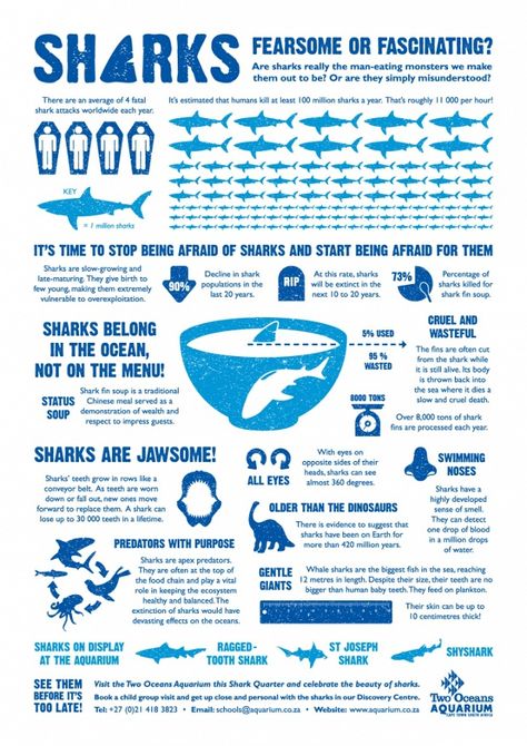 Shark Infographic, Swimming Infographic, Shark Posters, Misunderstood Shark, Shark Finning, What Is An Infographic, Frilled Shark, Science Infographics, Animal Infographic