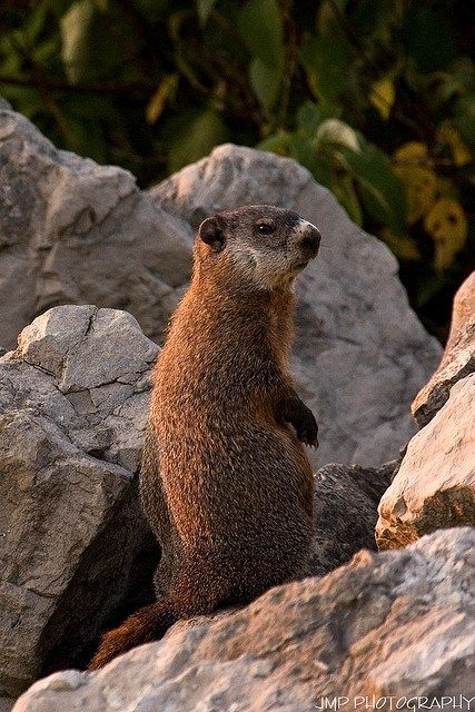 A Michigan groundhoug for Groundhog Day Groundhog Day Aesthetic, Punxsutawney Phil, Animal Aesthetic, City Project, Book Edits, Spring Equinox, Call Of The Wild, Playlist Covers, Groundhog Day